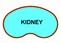 kidney